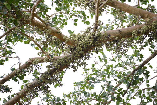 Marula Tree ripe with Nuts.